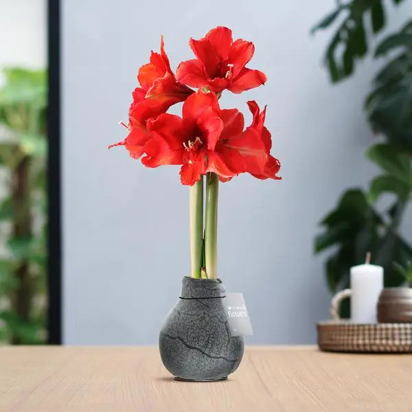 No Water Flowers® (wax amaryllis) | Waxz® Marble - Black + Red flower  BotanicBridge