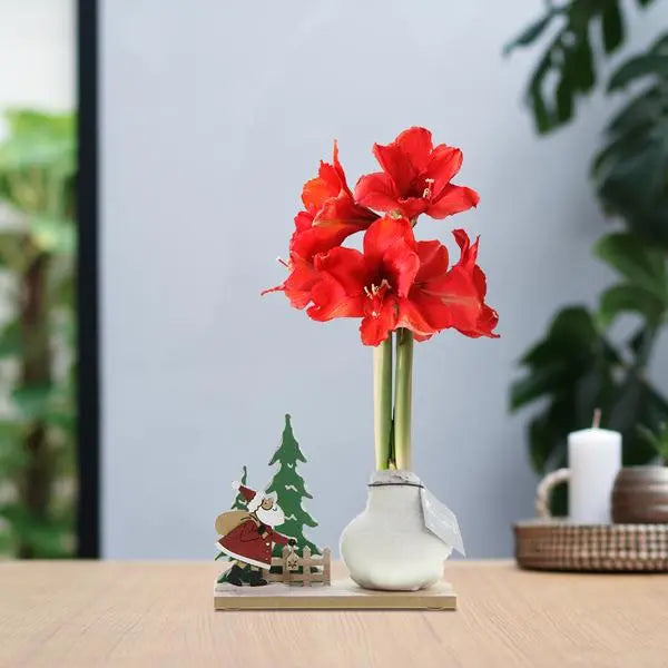 No Water Flowers® (wax amaryllis) | Winter Wonderland - Santa white + Red flower  BotanicBridge