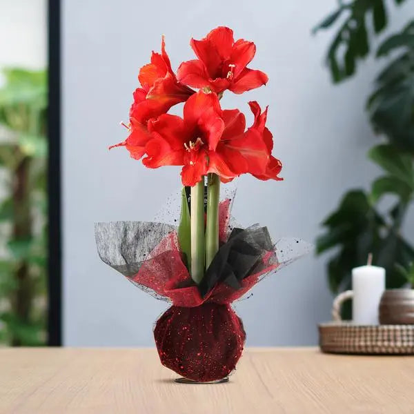 No Water Flowers® (wax amaryllis) | Wrapz - Red + Red flower  BotanicBridge