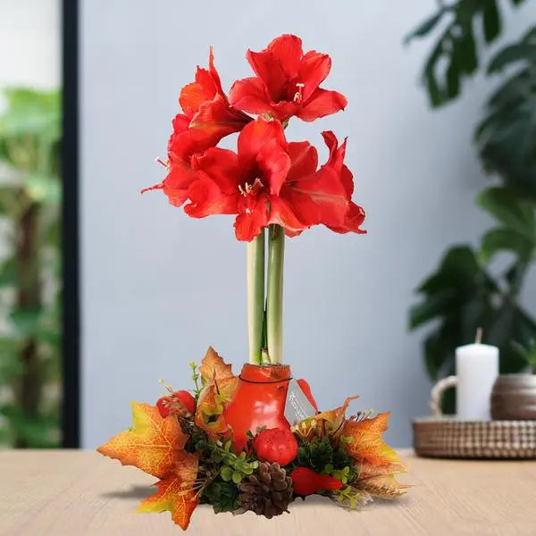 No Water Flowers® (wax amaryllis) | Wreath Autumn - Red flower  BotanicBridge