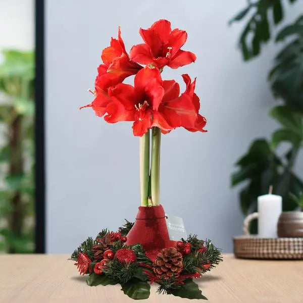 No Water Flowers® (wax amaryllis) | Wreath Christmas - Red + Red flower  BotanicBridge