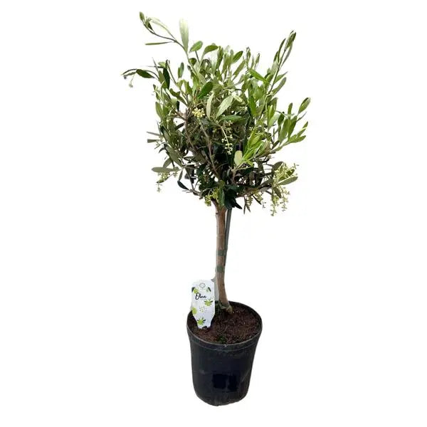 Olea - Ø15cm - ↕60cm  BotanicBridge