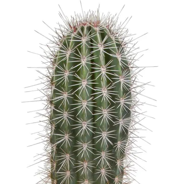 Pachycereus pringlei - 17cm - zonder pot  BotanicBridge