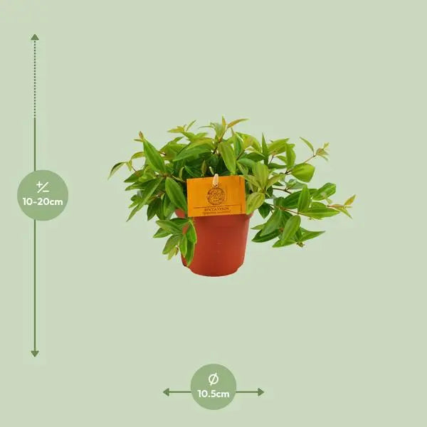 Peperomia Ang. Rocca Vivace - Ø11cm - ↕15cm  BotanicBridge