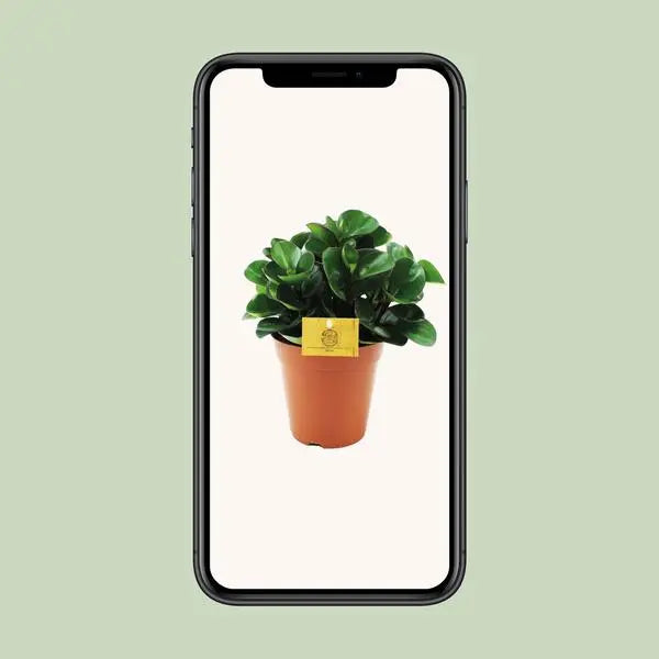 Peperomia Burning Bush - Ø15cm - ↕25cm  BotanicBridge