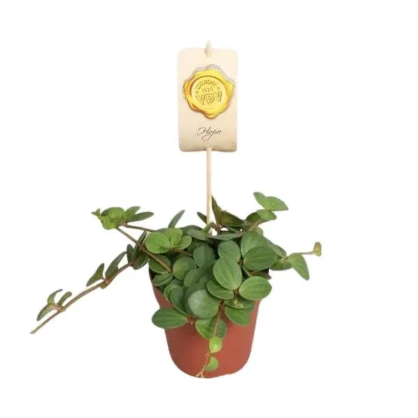 Peperomia Hope - Ø12cm - ↕15cm  BotanicBridge