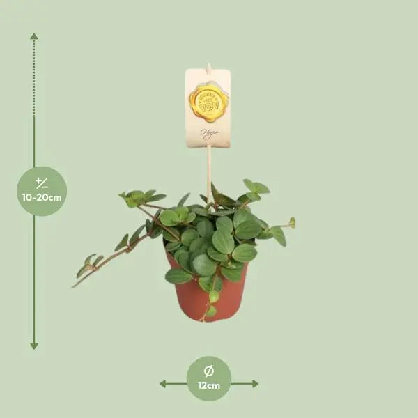 Peperomia Hope - Ø12cm - ↕15cm  BotanicBridge