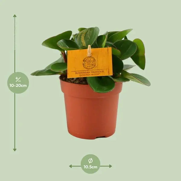 Peperomia Obtipan - Ø11cm - ↕15cm  BotanicBridge