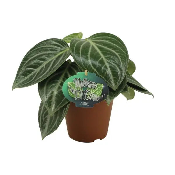 Peperomia Sarcophylla - Ø15cm - ↕25cm  BotanicBridge