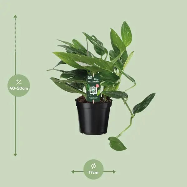 Philodendron Cobra Toef - Ø17cm - ↕50cm  BotanicBridge