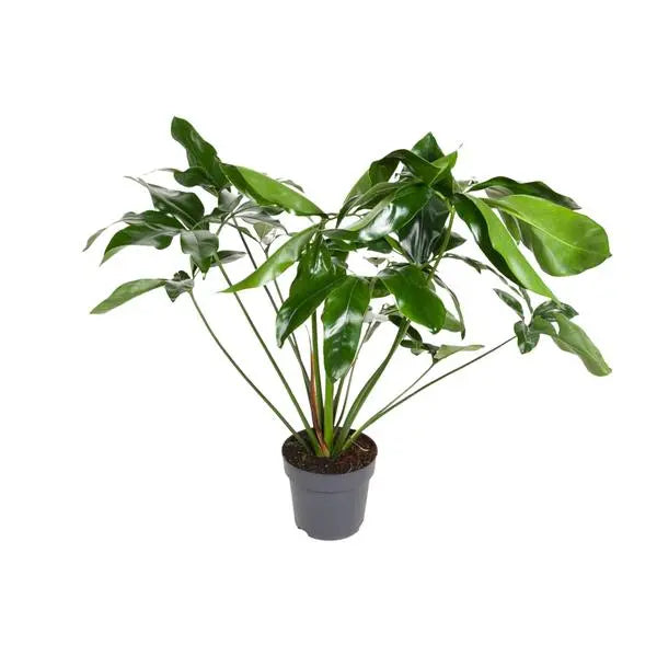 Philodendron Green Wonder - Ø24cm - ↕100cm  BotanicBridge