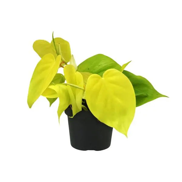 Philodendron Lime - Ø12cm - ↕20cm  BotanicBridge