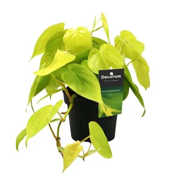 Philodendron Lime - Ø12cm - ↕20cm  BotanicBridge