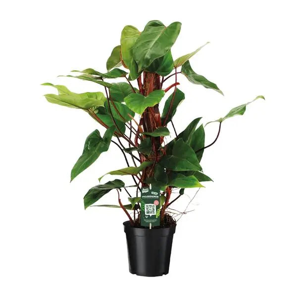 Philodendron Red Emerald - Ø19cm - ↕80cm  BotanicBridge