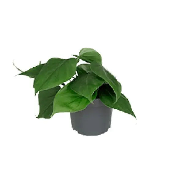 Philodendron Scandens - Ø12cm - ↕15cm  BotanicBridge