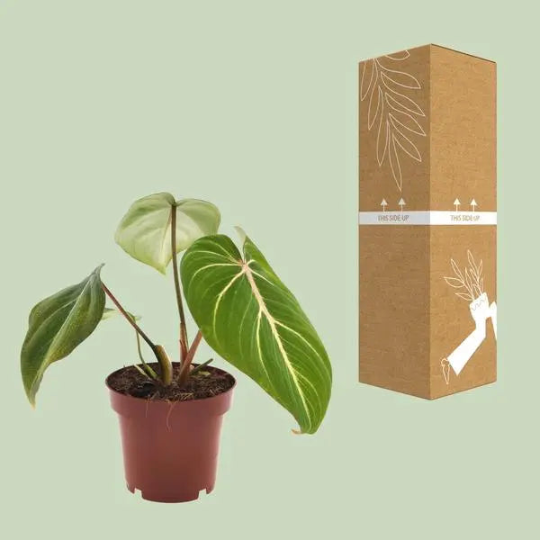 Philodendron Selloum Atom - Ø12cm - ↕25cm  BotanicBridge