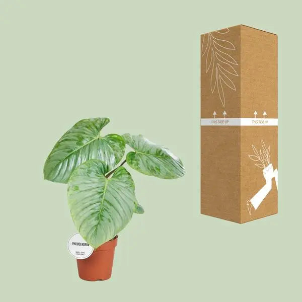 Philodendron Sodiroi - Ø15cm - ↕45cm  BotanicBridge