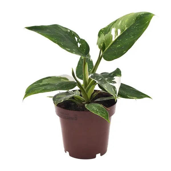 Philodendron White Princess - Ø12cm - ↕25cm  BotanicBridge