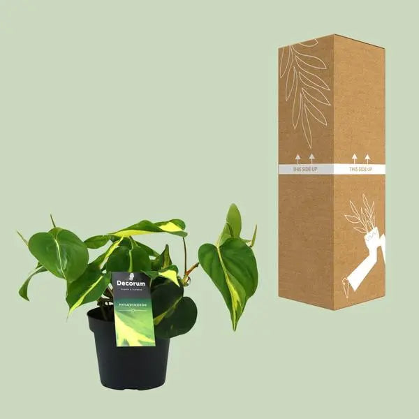 Philondendron Brasil Scandens - Ø12cm - ↕20cm  BotanicBridge