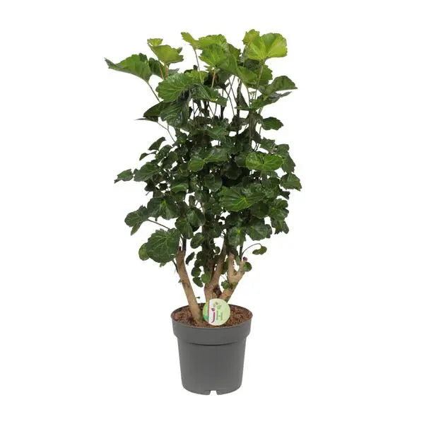 Polyscias Lemon - Ø19cm - ↕65cm  BotanicBridge