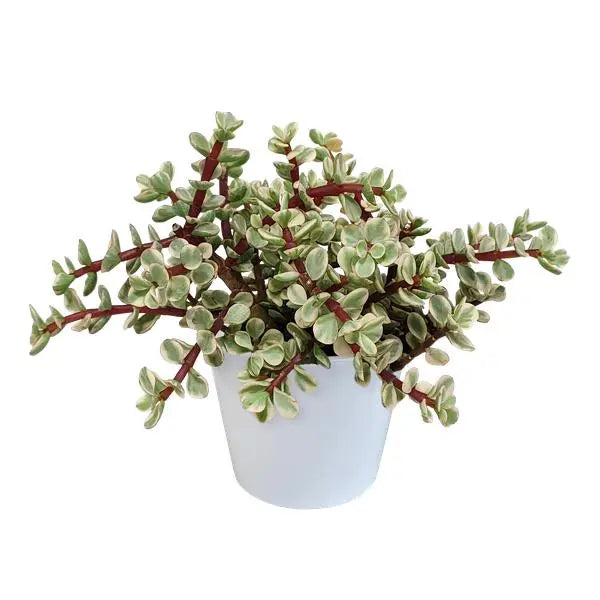 Portulacaria afra Variegata 10,5cm - in witte pot  BotanicBridge