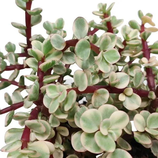 Portulacaria afra Variegata 10,5cm - zonder pot  BotanicBridge