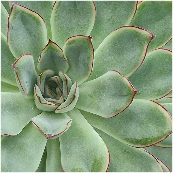 ROOTLESS Succulent Echeveria Pulidonis Ø12-14 cm - ↕5 cm  BotanicBridge