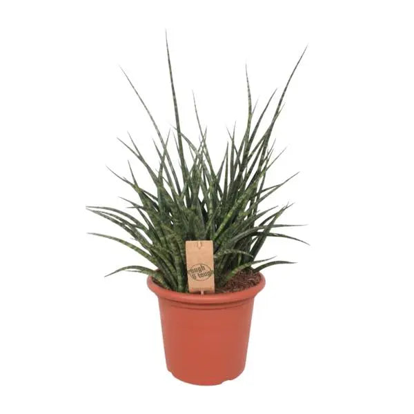 Sansevieria Fernwood Punk - Ø25cm - ↕60cm  BotanicBridge