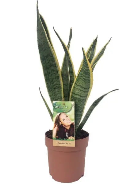 Sansevieria Laurentii - Ø14cm - ↕50cm  BotanicBridge