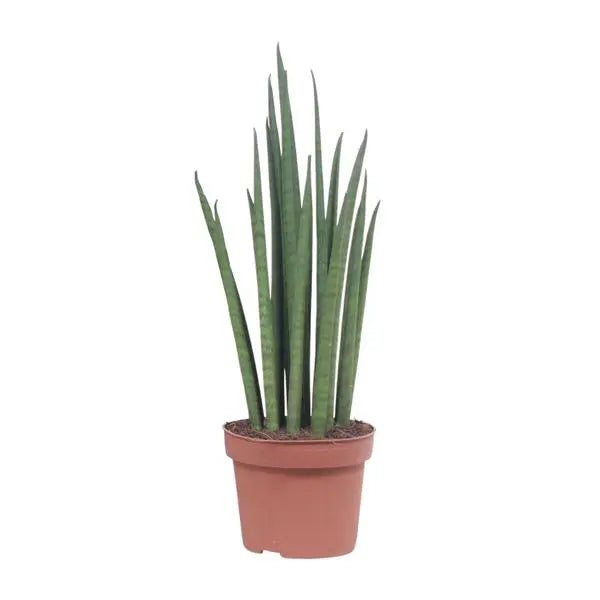 Sansevieria Mikado - Ø12cm - ↕40cm  BotanicBridge