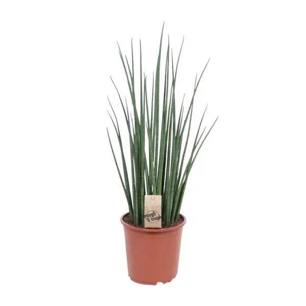 Sansevieria Mikado - Ø19cm - ↕70cm  BotanicBridge