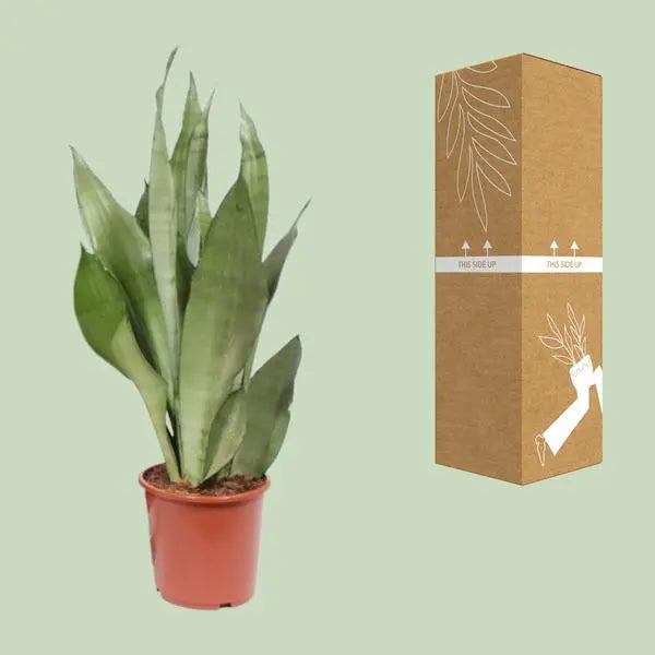 Sansevieria Moonshine - Ø17cm - ↕60cm  BotanicBridge