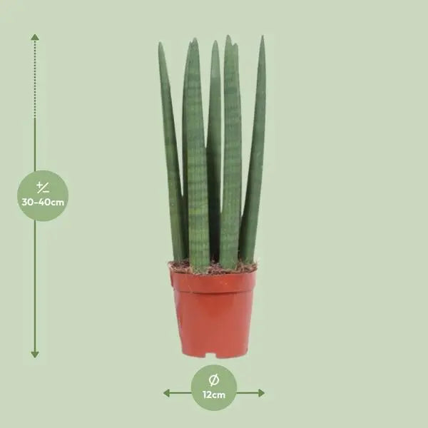 Sansevieria Straight - Ø12cm - ↕40cm  BotanicBridge