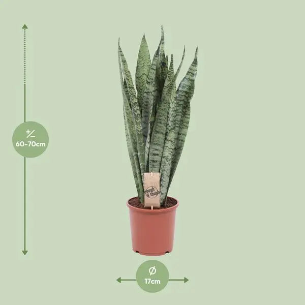 Sansevieria Zeylanica - Ø17cm - ↕70cm  BotanicBridge