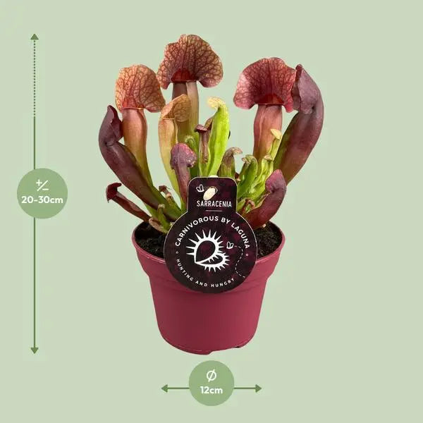 Sarracenia Catesbaei - Ø12cm - ↕23cm  BotanicBridge