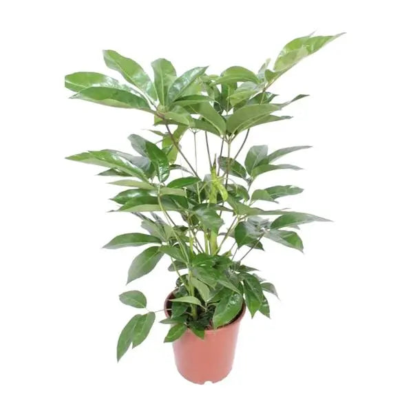 Schefflera Actinophylla Amate - Ø24cm - ↕100cm  BotanicBridge