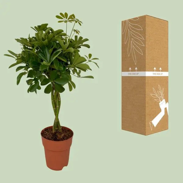 Schefflera Compacta - Ø19cm - ↕80cm  BotanicBridge