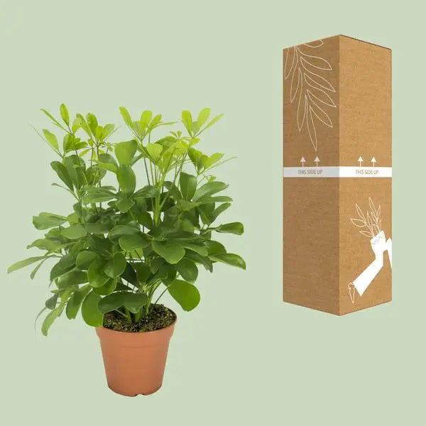 Schefflera Nora - Ø13cm - ↕35cm  BotanicBridge