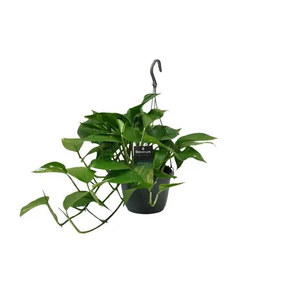 Scindapsus (Epipremnum) - Ø15cm - ↕45cm  BotanicBridge