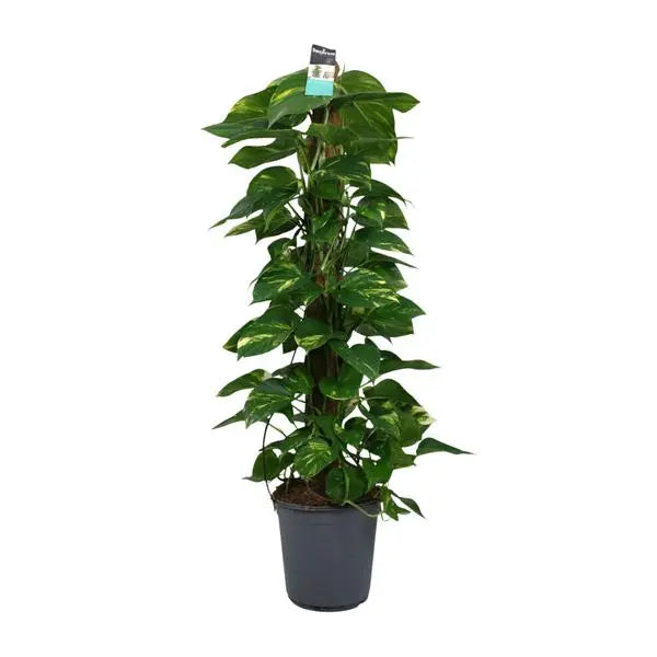 Scindapsus (Epipremnum) - Ø24cm - ↕120cm  BotanicBridge