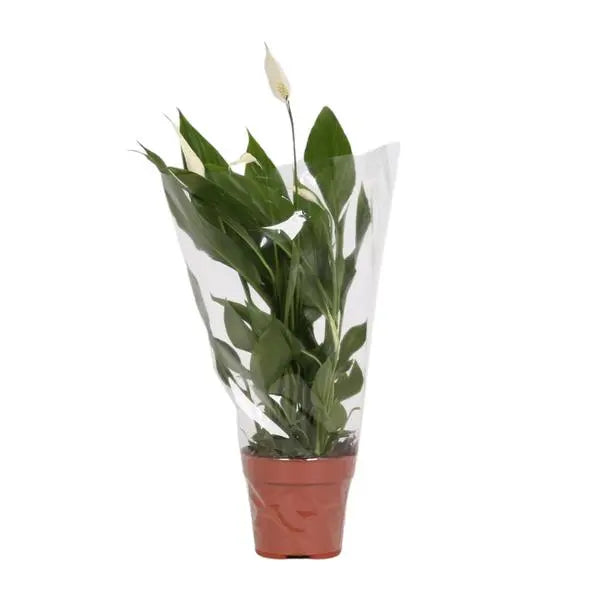 Spathiphyllum Alana - Ø12cm - ↕45cm  BotanicBridge