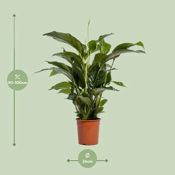 Spathiphyllum Bellini - Ø24cm - ↕100cm  BotanicBridge