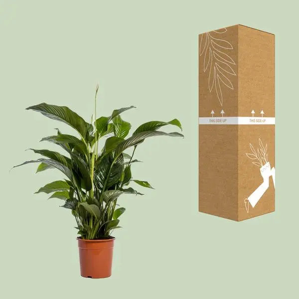 Spathiphyllum Bellini - Ø24cm - ↕100cm  BotanicBridge