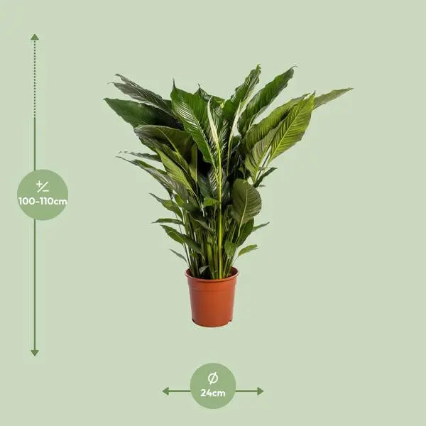 Spathiphyllum Sweet Sebastiano - Ø24cm - ↕110cm  BotanicBridge