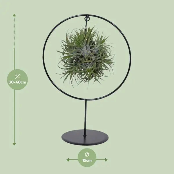 Tillandsia Ring Mix - Ø15cm - ↕35cm  BotanicBridge