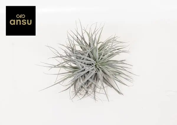 Tillandsia Super Silver XL - Ø20cm - ↕15cm  BotanicBridge