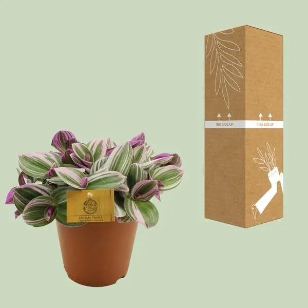 Tradescantia Nanouk - Ø15cm - ↕25cm  BotanicBridge