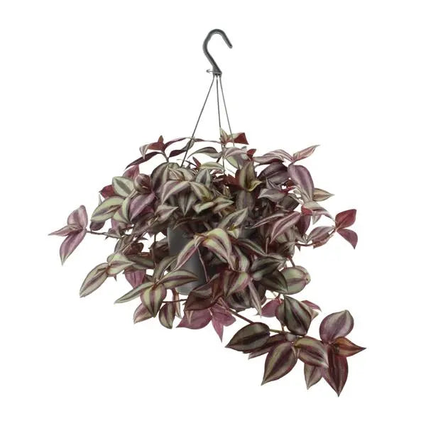 Tradescantia Zebrina Violet - Ø17cm - ↕25cm  BotanicBridge