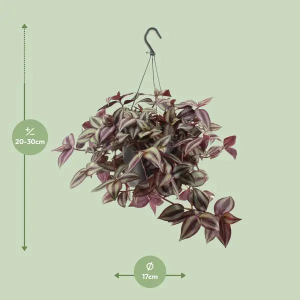 Tradescantia Zebrina Violet - Ø17cm - ↕25cm  BotanicBridge