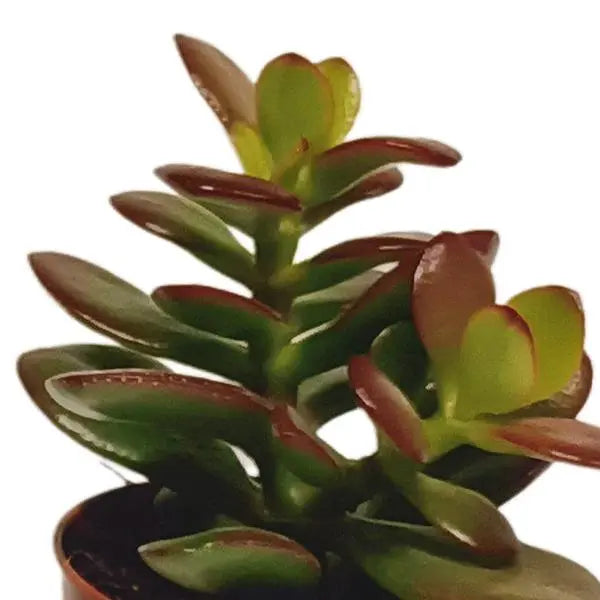 Vetplanten mix 5.5 cm - 10x - zonder pot  BotanicBridge